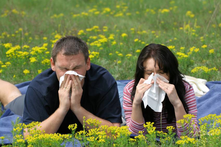 Allergie éternuement rhume des foins