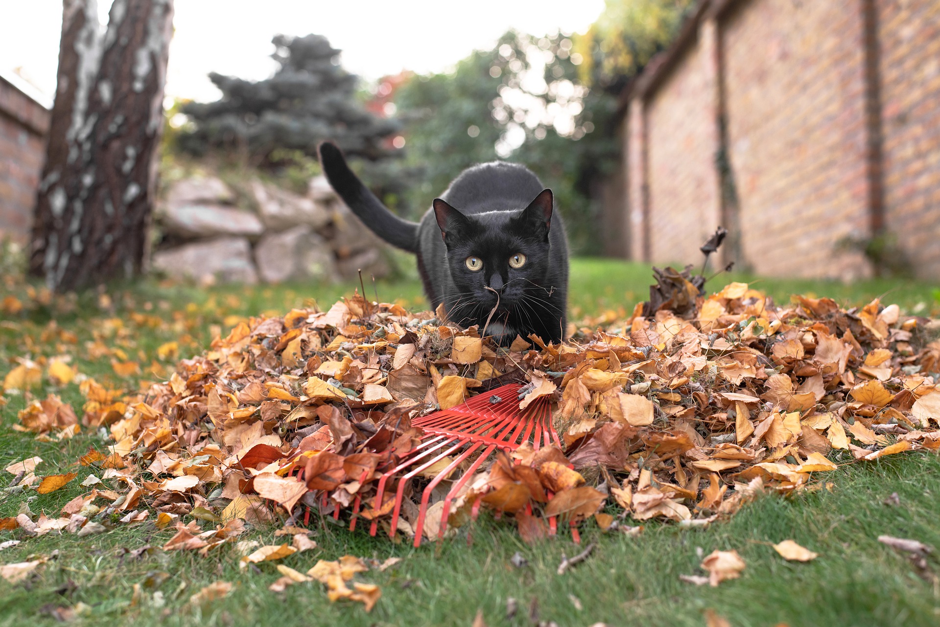 Le ratissage des feuilles est exigeant pour le dos. Mieux vaut s’étirer comme un chat pour préparer le corps et sa colonne vertébrale.