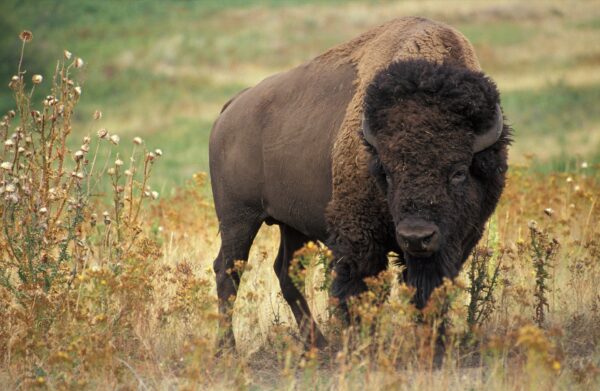 Améliorer votre posture et la bosse de bison en intégrant exercices réguliers et corrections posturales pour soutenir vos traitements chiropratiques.